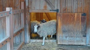 Ahşap ahır kapısında duran yerli koyunlar. Koyun sürüsü ahırın girişinde, yerde saman ve ahşap kaplamayla..