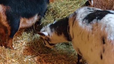 Evcil keçiler ahırda samanla besleniyor. Benekli ve siyah keçilerin bir çiftliğin zemininde saman ve saman yediği yüksek açı..