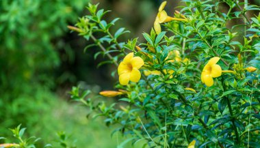 Vahşi doğada yeşil yapraklı bir dalda açan canlı sarı çiçeklerin yakın çekimi..