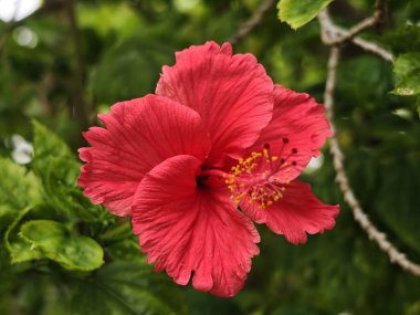 Dalgalı yapraklı kırmızı amber çiçeği ve doğal bahçedeki yemyeşil yeşilliklerle çevrili belirgin erkek keçisi..