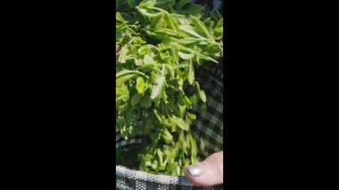 Taze organik Gürcistan çay yapraklarının meditasyon amaçlı yakın çekimi yaz hasat mevsiminde yavaş çekimde ellerinden yavaşça düşüyor. Bu şiirsel görüntü, çay hasadının dokunsal güzelliğini yansıtır. Narin yapraklar parmaklarıyla taşar.