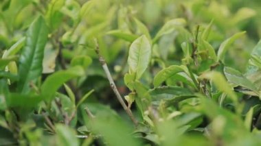 Yaz mevsiminde geleneksel bir çay tarlasında yetişen canlı yeşil yapraklı gür organik Gürcü çay çalıları. Bu sakin tarım sahnesi, çay ekiminin doğal güzelliğini yansıtıyor. Gürcistan 'da dikkatli bir şekilde ağaçların yeşerdiği yerde.