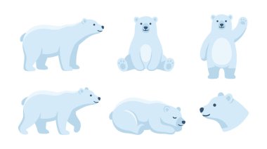 Kutup ayıları çeşitli pozlarda.