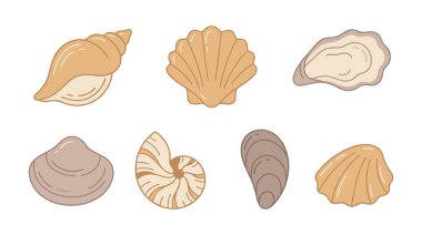 Deniz kabuğu seti, vektör çizimi.
