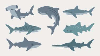 Deniz hayvanları, deniz hayvanları, balıklar, köpekbalıkları.