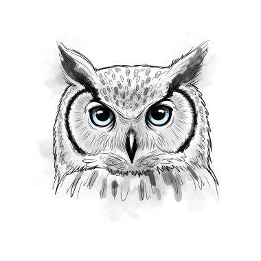 Bilge Baykuş Başlı Skeç Suluboya Biçimlendirmesi İzole Edildi