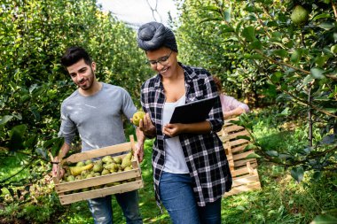 Bahçede çalışan genç çiftçiler kaliteyi inceleyip armut topluyorlar..
