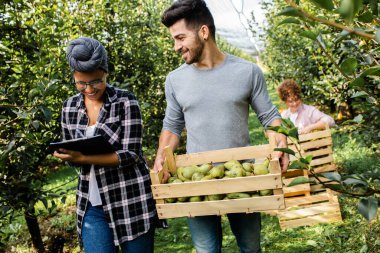Bahçede çalışan genç çiftçiler kaliteyi inceleyip armut topluyorlar..