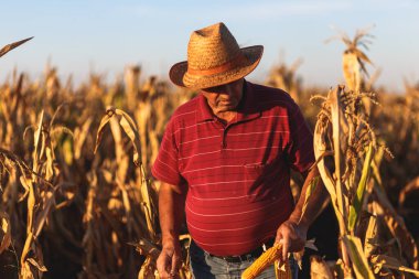 Kıdemli çiftçi mısır tarlasında yürüyor ve hasat etmeden önce ekinleri inceliyor..