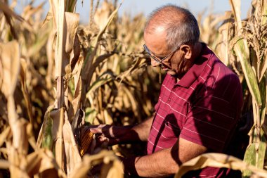 Kıdemli çiftçi mısır tarlasında duruyor ve hasat öncesi mahsulü inceliyor..