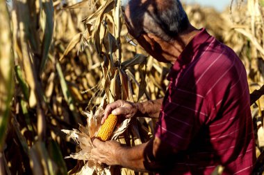 Kıdemli çiftçi mısır tarlasında duruyor ve hasat öncesi mahsulü inceliyor..