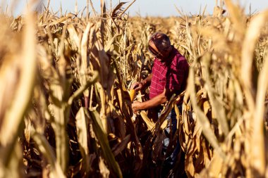 Kıdemli çiftçi mısır tarlasında duruyor ve hasat öncesi mahsulü inceliyor..