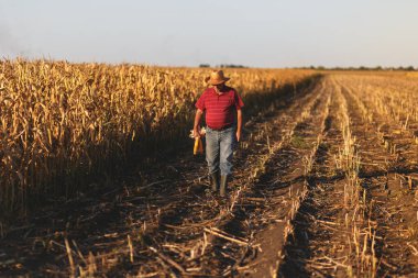 Kıdemli çiftçi mısır tarlasında yürüyor ve hasat etmeden önce ekinleri inceliyor..