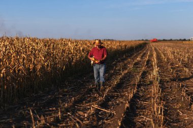 Kıdemli çiftçi mısır tarlasında yürüyor ve hasat etmeden önce ekinleri inceliyor..