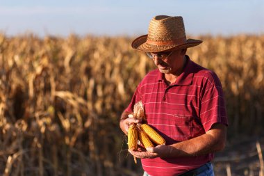 Kıdemli çiftçi mısır tarlasında duruyor ve hasat öncesi mahsulü inceliyor..