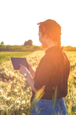 Kadın çiftçi elinde tabletle buğday tarlasında duruyor ve gün batımında mahsulü inceliyor..