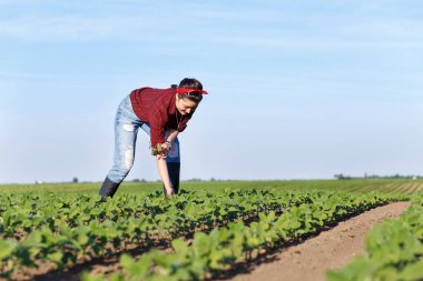 Bir tarlada dikilen ve mahsulü inceleyen dişi çiftçi..