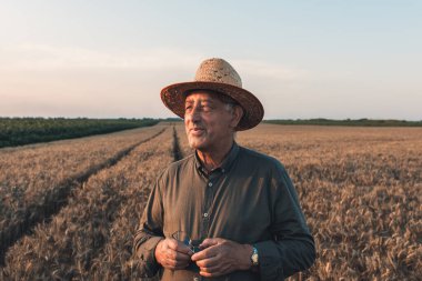 Gün batımında buğday tarlasında duran şapkalı yaşlı çiftçinin portresi..