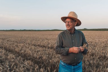Gün batımında buğday tarlasında duran şapkalı yaşlı çiftçinin portresi..
