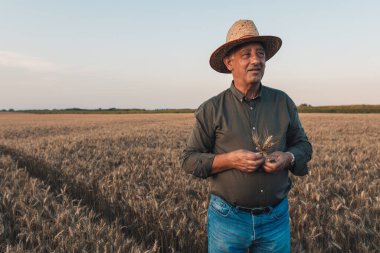Gün batımında buğday tarlasında duran şapkalı yaşlı çiftçinin portresi..