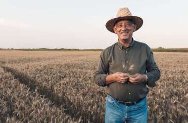 Gün batımında buğday tarlasında duran şapkalı yaşlı çiftçinin portresi..