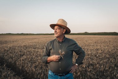 Gün batımında buğday tarlasında duran şapkalı yaşlı çiftçinin portresi..