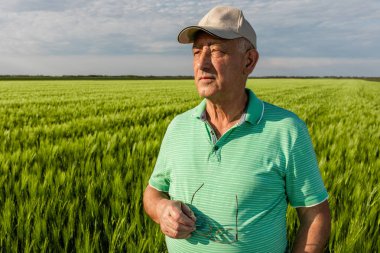 Gülümseyen yaşlı çiftçinin portresi buğday tarlasında duruyor..