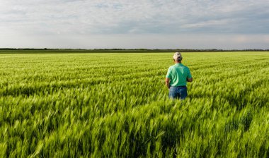 Kıdemli çiftçinin kolları açık buğday tarlasında dikiz aynasından..