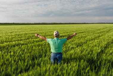 Kıdemli çiftçinin kolları açık buğday tarlasında dikiz aynasından..