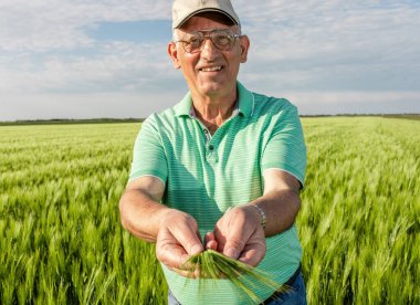 Gülümseyen kıdemli çiftçinin portresi buğday tarlasında elinde ekinle duruyor..