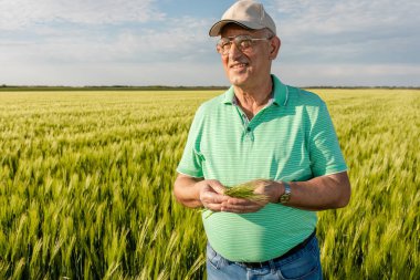 Buğday tarlasında duran kıdemli çiftçinin portresi.