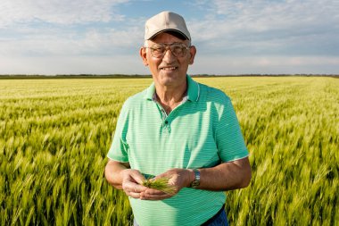 Buğday tarlasında duran kıdemli çiftçinin portresi.
