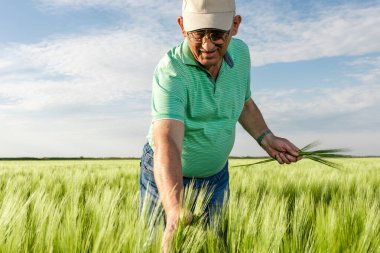 Buğday tarlasında duran kıdemli çiftçinin portresi.