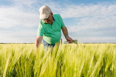 Buğday tarlasında duran kıdemli çiftçinin portresi.