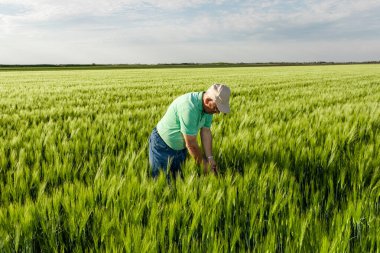 Buğday tarlasında duran kıdemli çiftçinin portresi.