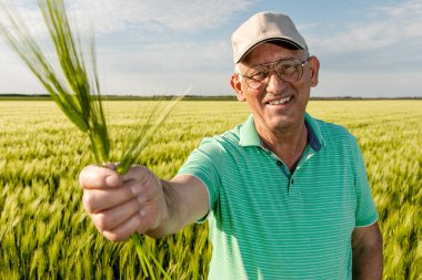 Gülümseyen kıdemli çiftçinin portresi buğday tarlasında elinde ekinle duruyor..