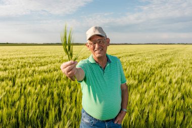 Gülümseyen kıdemli çiftçinin portresi buğday tarlasında elinde ekinle duruyor..