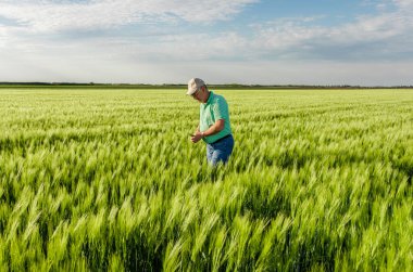 Buğday tarlasında duran kıdemli çiftçinin portresi.