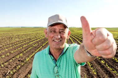 Gülümseyen kıdemli çiftçinin portresi buğday tarlasında duruyor..