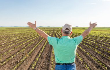 Kıdemli çiftçinin kolları açık mısır tarlasında dikiz aynasından..