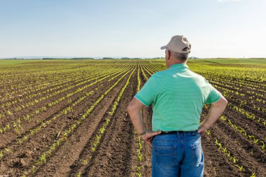 Kıdemli çiftçinin mısır tarlasında dikiz aynasından.