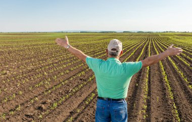 Kıdemli çiftçinin kolları açık mısır tarlasında dikiz aynasından..