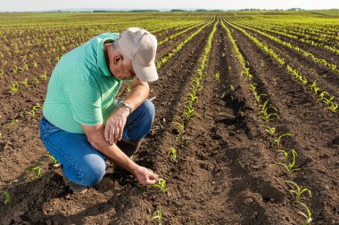 Mısır tarlasında dikilen kıdemli çiftçi mahsulü inceliyor..