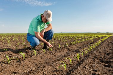 Mısır tarlasında dikilen kıdemli çiftçi mahsulü inceliyor..