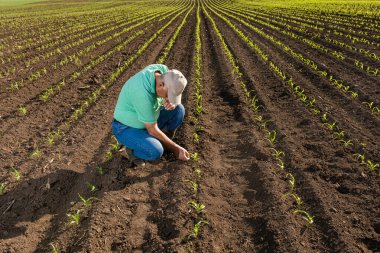 Mısır tarlasında dikilen kıdemli çiftçi mahsulü inceliyor..