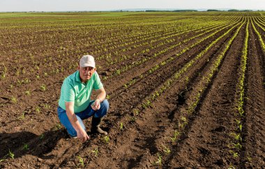 Mısır tarlasında dikilen kıdemli çiftçi mahsulü inceliyor..