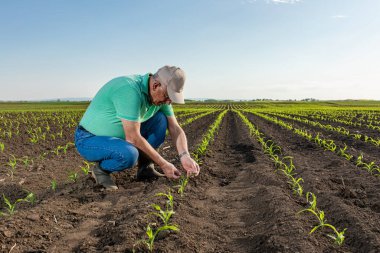 Mısır tarlasında dikilen kıdemli çiftçi mahsulü inceliyor..