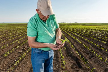 Mısır tarlasında dikilen kıdemli çiftçi mahsulü inceliyor..