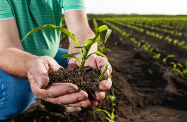 Kıdemli çiftçi ellerinin elinde mısır mahsulü tutarak tarlaya yakın durması..
