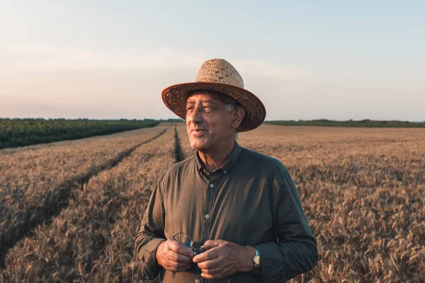 Gün batımında buğday tarlasında duran şapkalı yaşlı çiftçinin portresi..